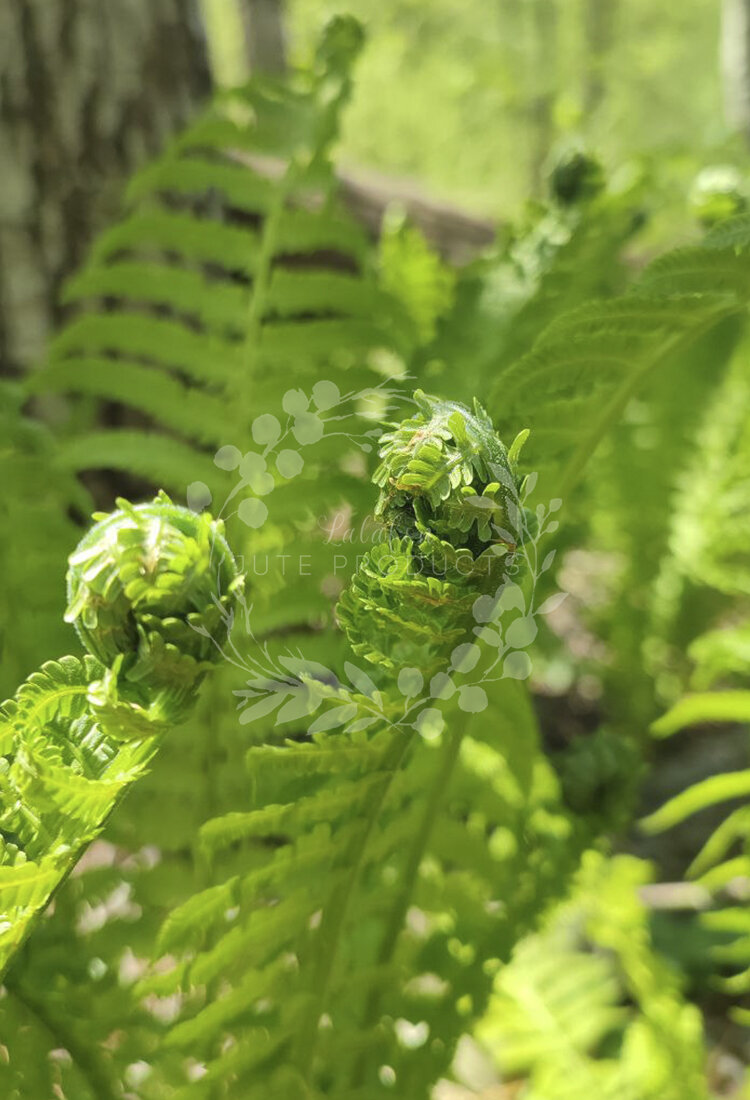 Такие завитушки у него бывают только весной)