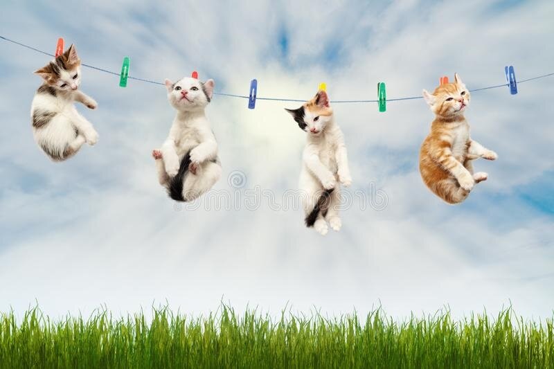 тест на психику, кошки, кошки приколы, приколы про котов, лучшие приколы, приколы коты,