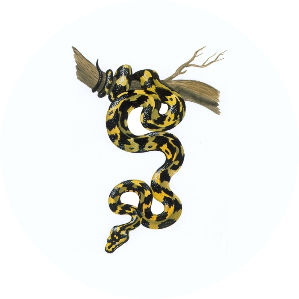 Змея аспидов 5. 5 Змей. Змея из дерева подвеска. Год деревянной змеи. Год деревянной змеи 2025.