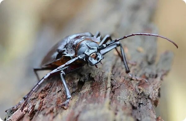 Самым тяжелым в мире насекомым является самка  дровосека-титана, чей вес может достигать 71 грамма.