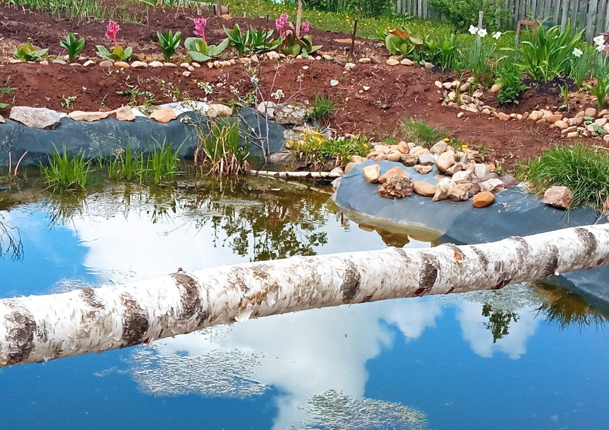 Мой прудик. Фото автора