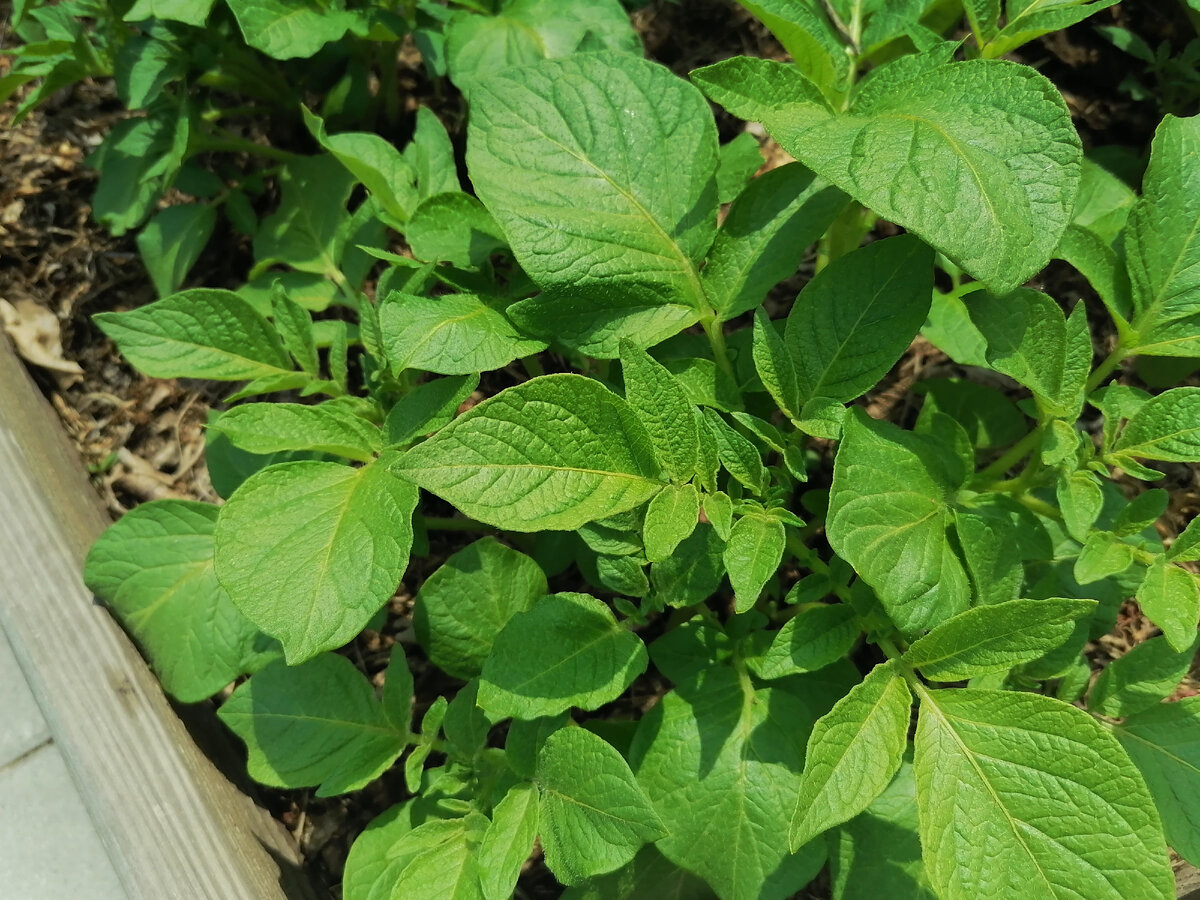 В этом году эксперимент с картофелем. Буду все взвешивать и делать подробные обзоры по сортам.