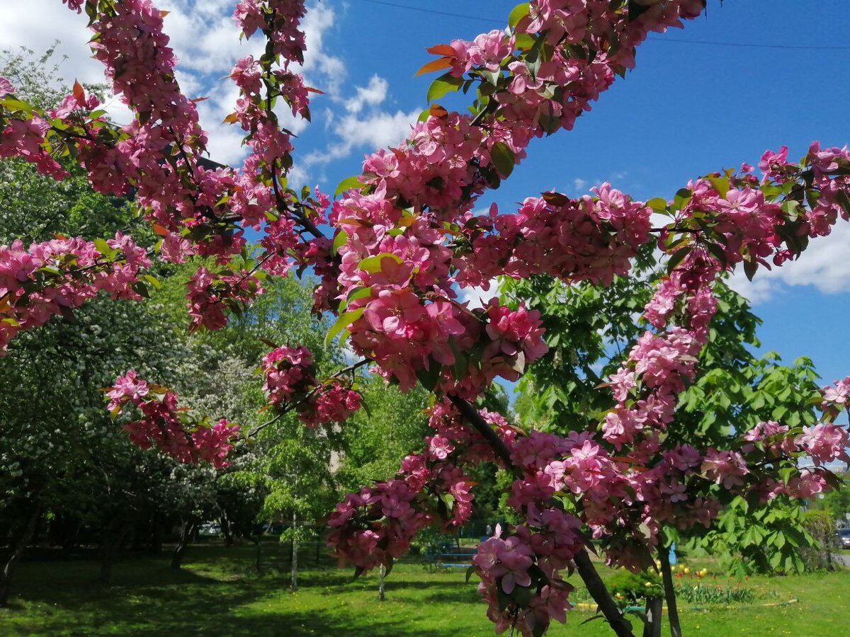 яблони цветут

