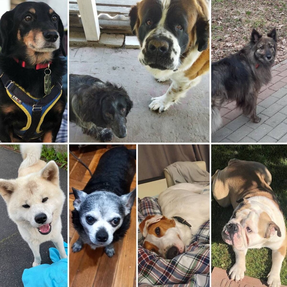 S leva na desno: jazavčar Čino, španijel Nora i bernardinec Maša, metis Runa, Akita-Inu Rej, čivava Tajson, mađarski hrt Lara, engleski buldog Buča