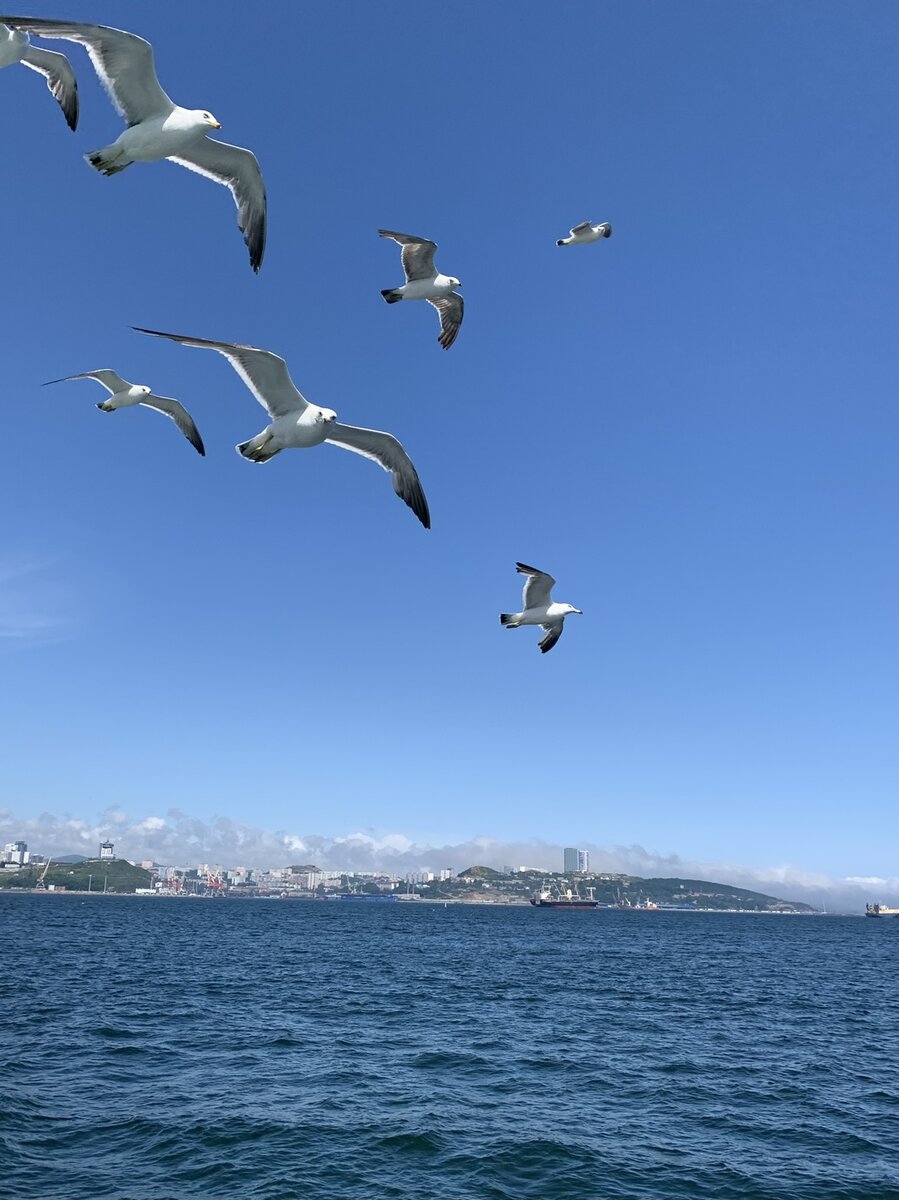 Вид на Владивосток с моря 😍
