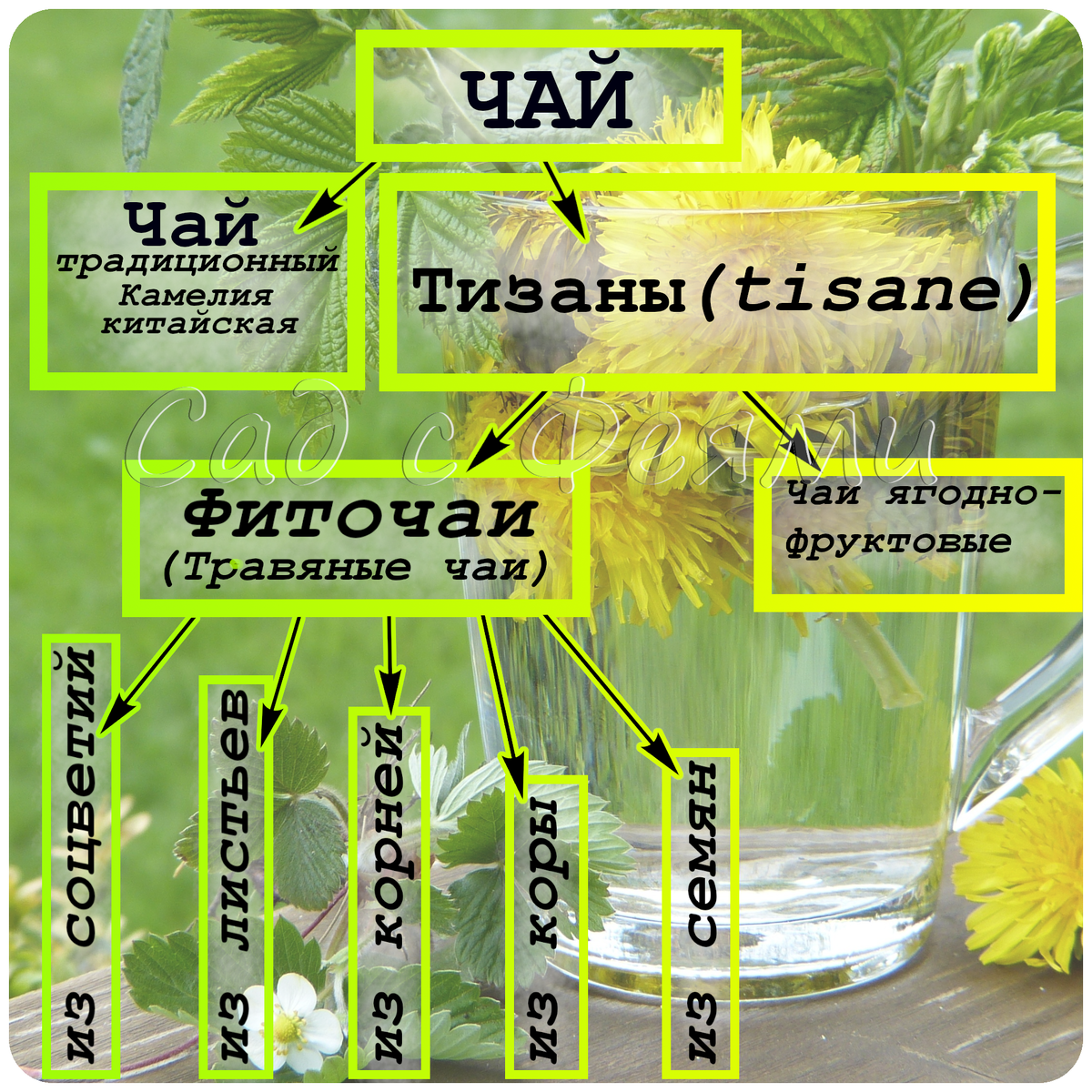 Мне так нагляднее. Надеюсь, что и вам пригодится. Тизан — всё, что сделано не из камелии китайской. Даже если по "чайной" технологии. Конечно, я буду использовать фразу "ферментированный чай" и даже "ферментированный чай своими руками", но исключительно для простоты, или чтобы избежать тавтологии, или для того, чтобы текст нашли новички, кто еще совсем не в теме. 