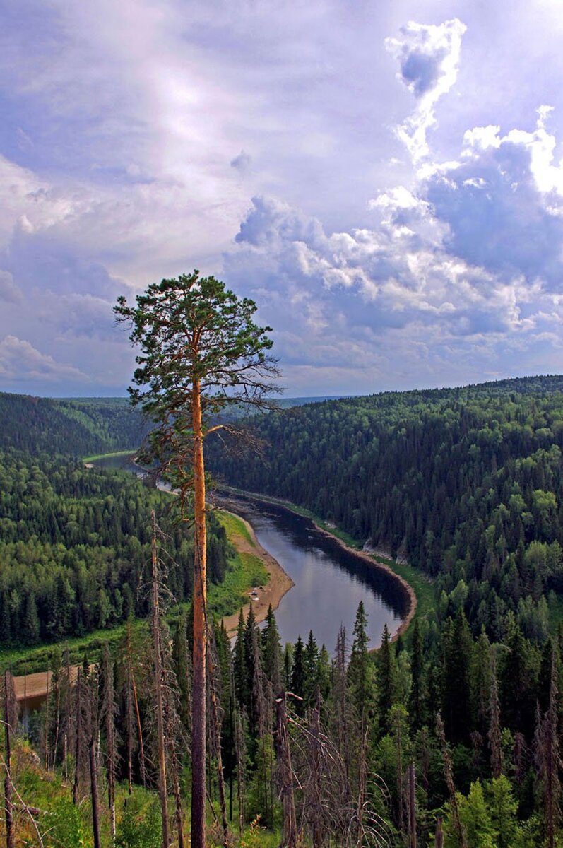 Сибирь Таёжный лес