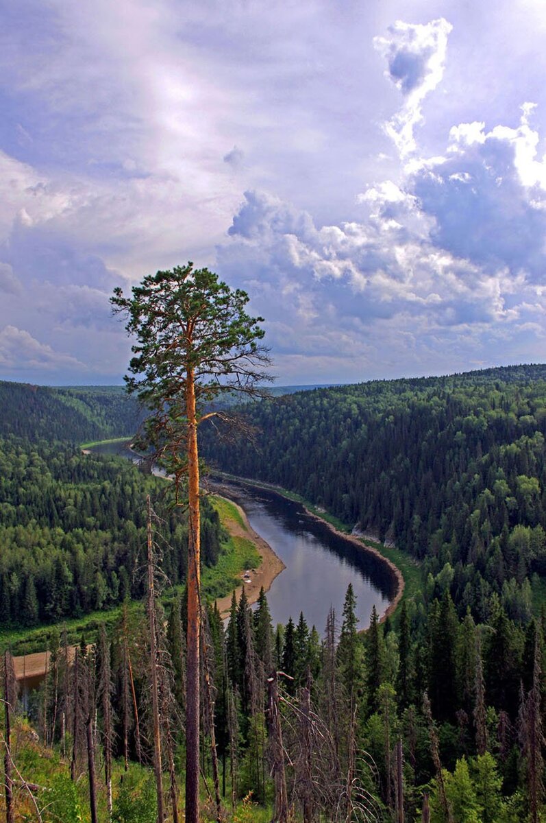 Сибирская Тайга Новосибирск