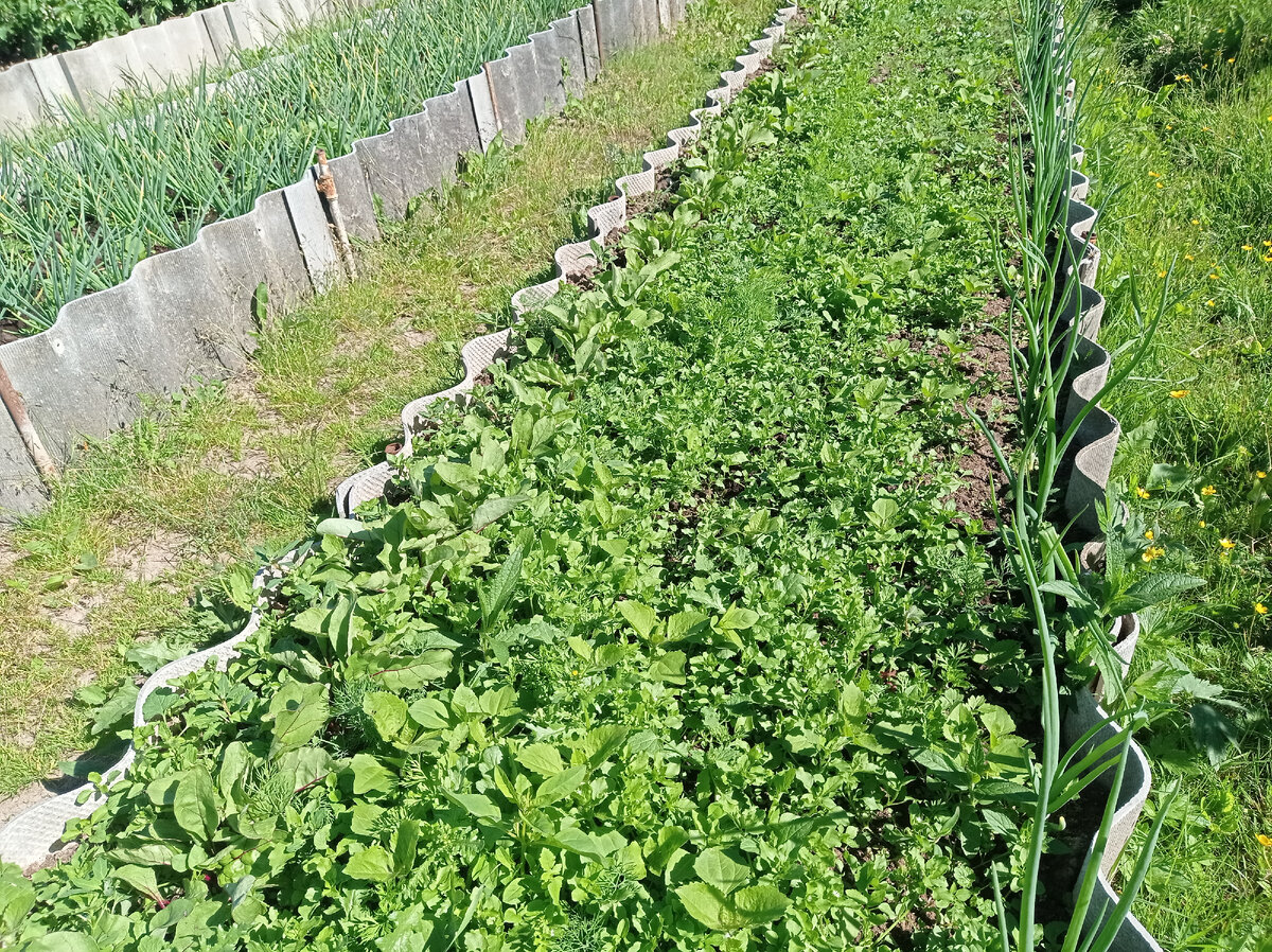 Это заросшая сорняками грядка - чего на ней только нет: и американка, и лебеда,и мокрица, и откуда-то взявшаяся горчица 