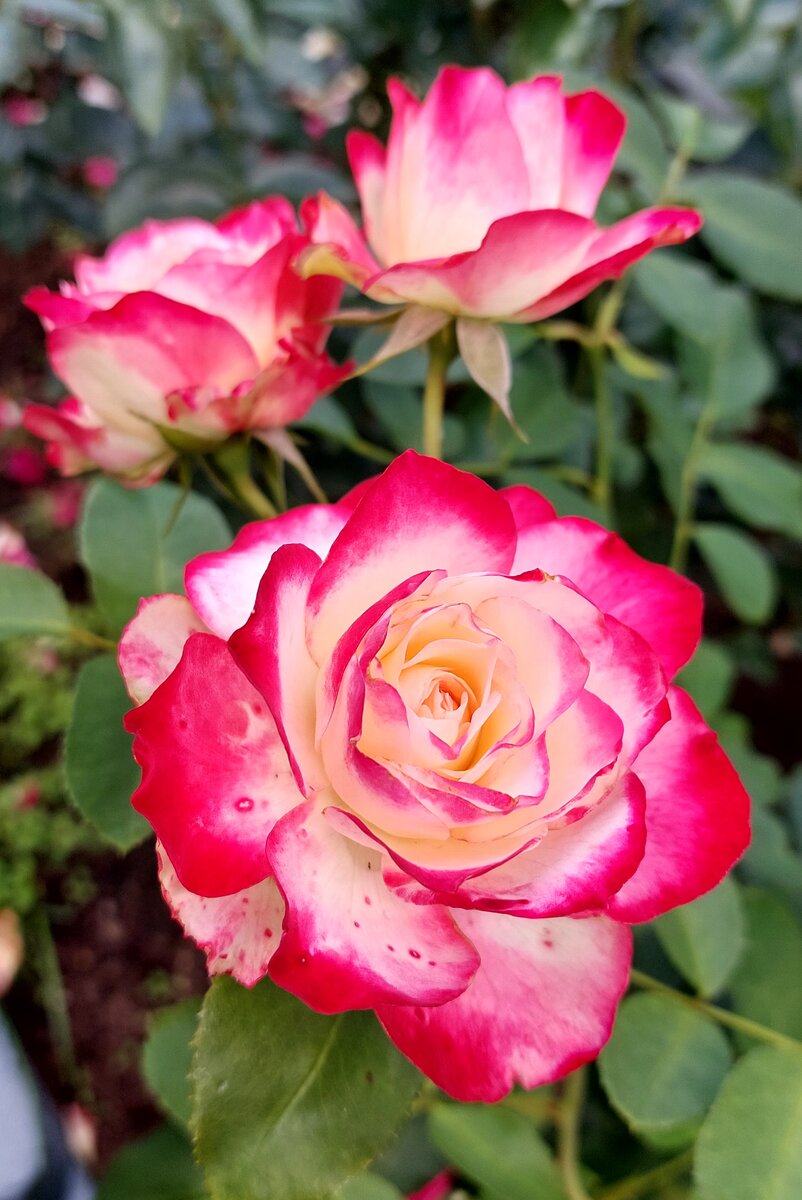 Юбилей, принца Монако. Флорибунда. 