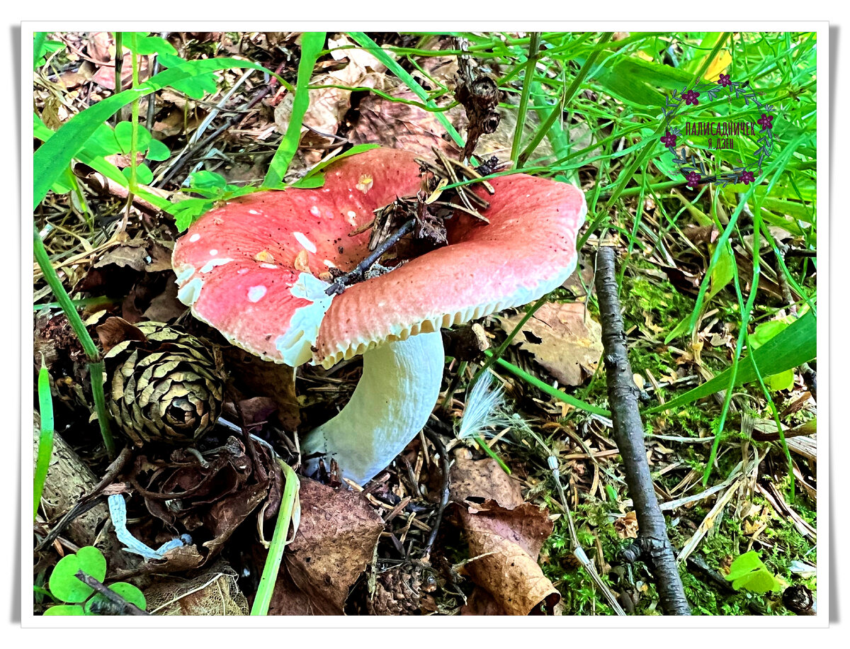 Гриб в моём представлении совершенен, насколько это вообще возможно. На фото, кажется, сыроежка, но я так себе знаток, так что буду очень признательна за подсказки в определении. Просто, если знаете, пишите, например, "номер 1 в галерее — сыроежка". Листайте, пожалуйста. ⏩⏩