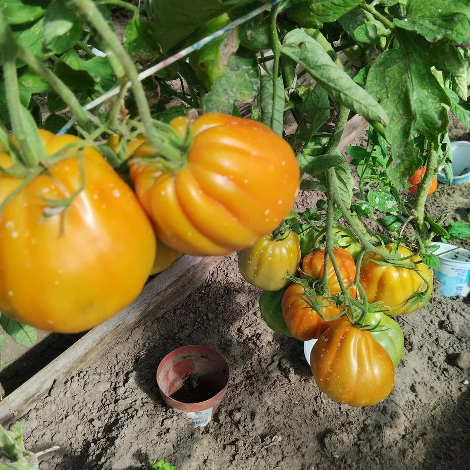 Гиганты. которые растут в парнике