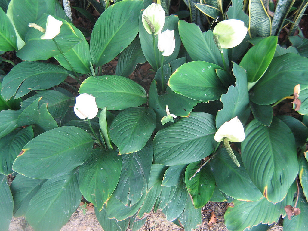 Спатифиллум каннолистный. Фото с сайта koffkindom.ru. Использовано для примера.