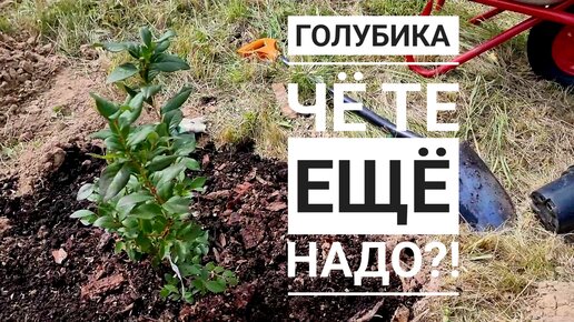 Как посадить голубику? Перо из жопоньки совы для этого есть, а остальное?