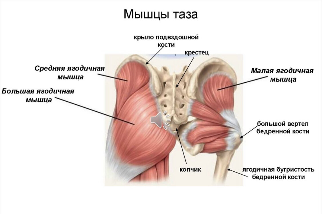 Мышцы бедер и ягодиц анатомия