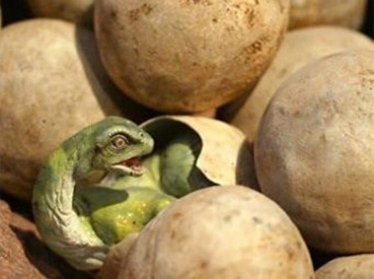 это яйцо удивительно