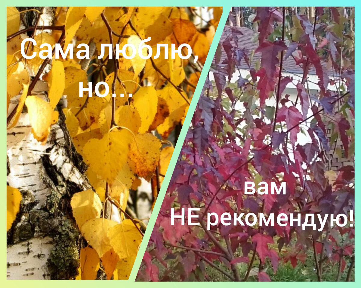 Мои любимые деревья в саду осенью. Но я вам их не рекомендую | Ландшафтный  дизайн для не-дизайнеров | Дзен