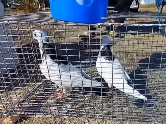     фото: лаганское рмо