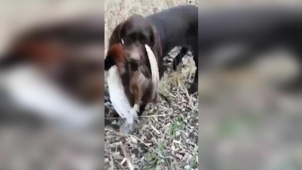     Жители в Ростовской области рассказали о массовой гибели птиц на одном из полей, сообщили они в соцсети «ВКонтакте».