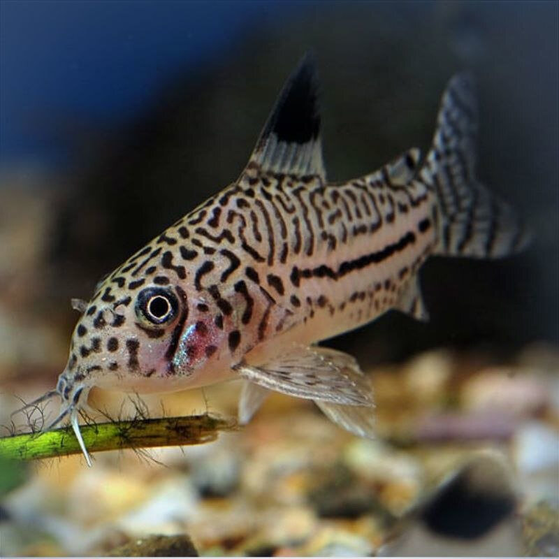 Сомик коридорас джули в аквариуме.