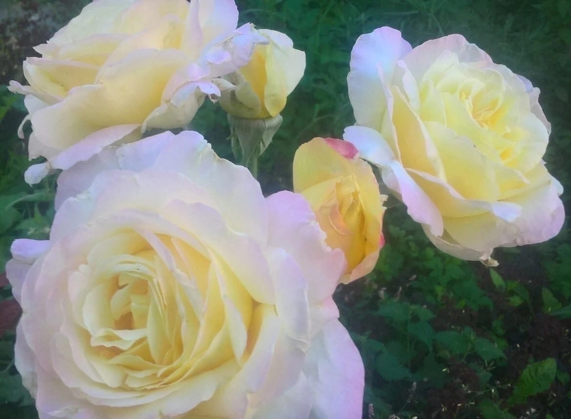 роза юрианда энциклопедия. роза барон жирон. розовед михалыч каталог роз. розовед михалыч каталог роз. розовед михалыч каталог роз.