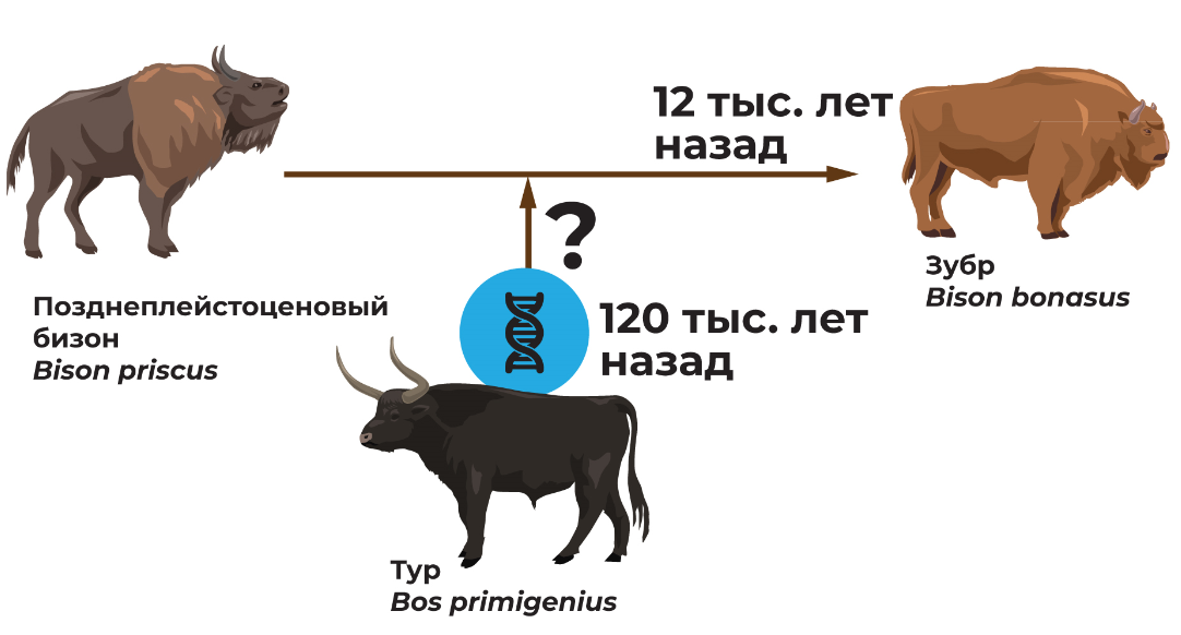 Схема происхождения зубра. Дарвиновский музей 