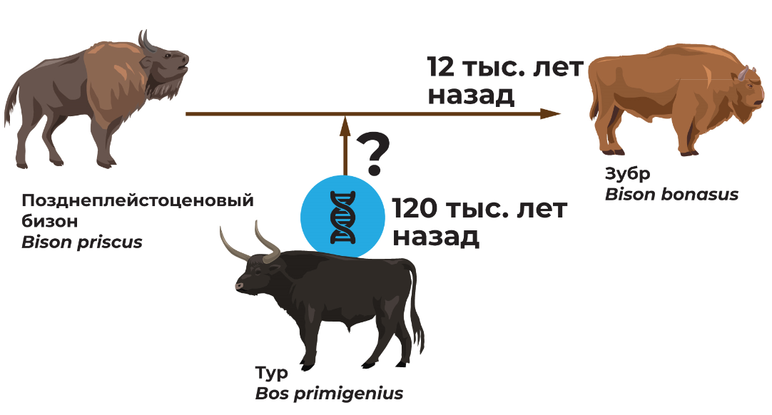 Зубр и Бизон: история про смерть, воскрешение и бутылку