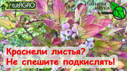 下载视频: КРАСНЕЛИ ЛИСТЬЯ У ГОЛУБИКИ? Вот что надо сделать, чтобы собирать урожай 60 лет! Не спешите подкислять грунт. Не кидайтесь на неё с кислотой!