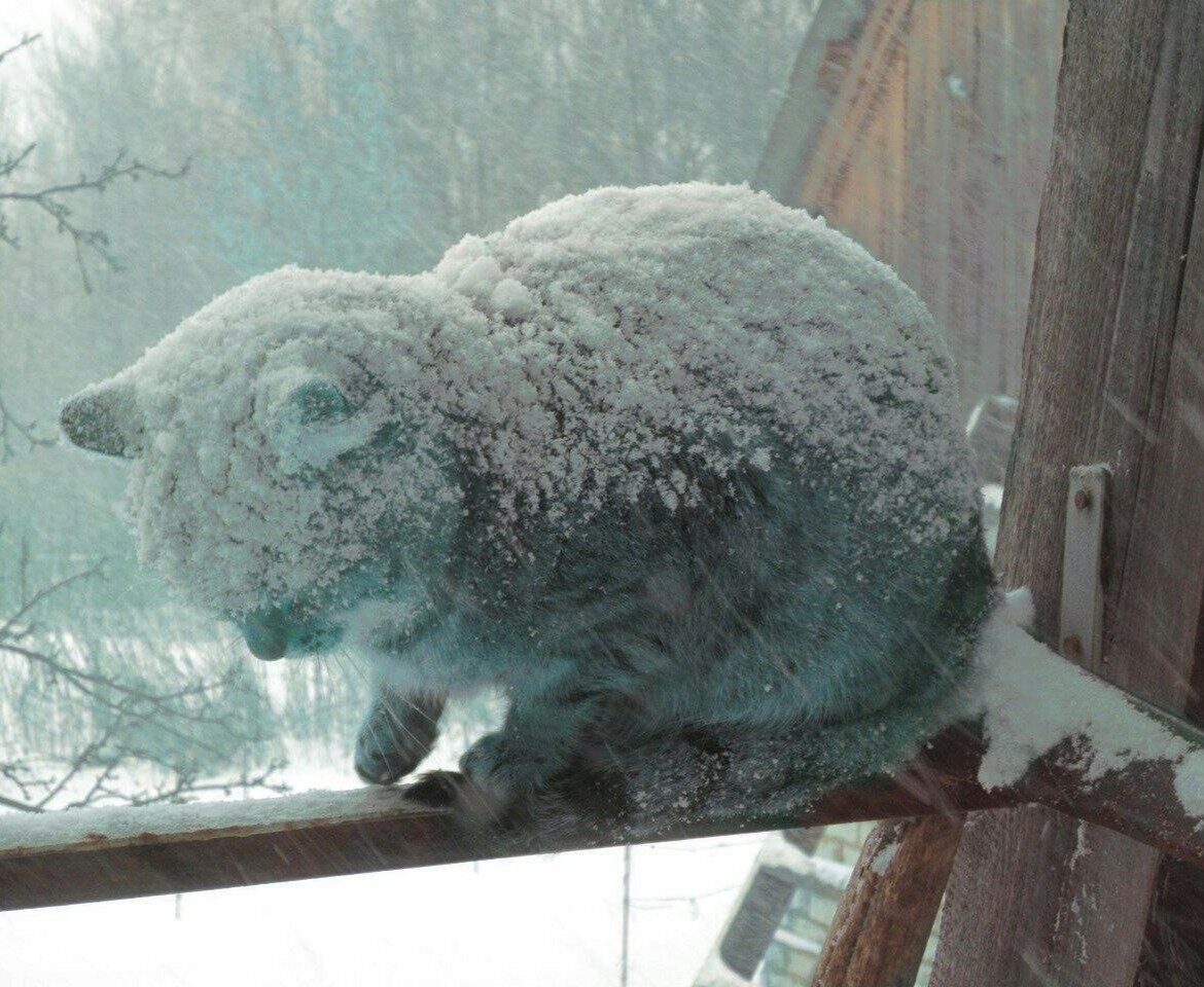 Кот замерз картинки