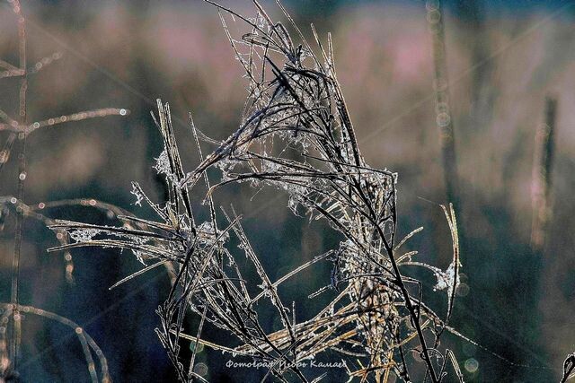 фотограф Игорь Камаев