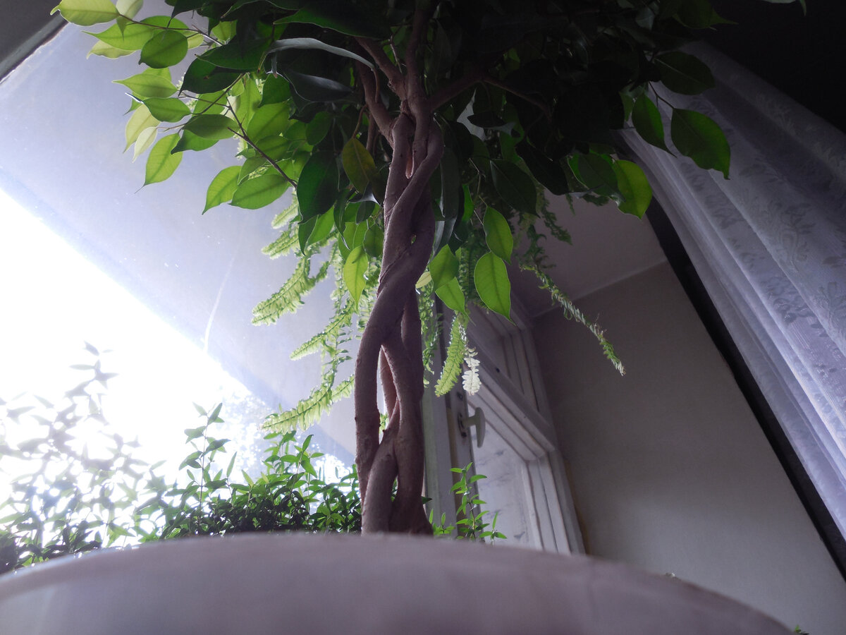 Фикус Бенджамина. Вид снизу