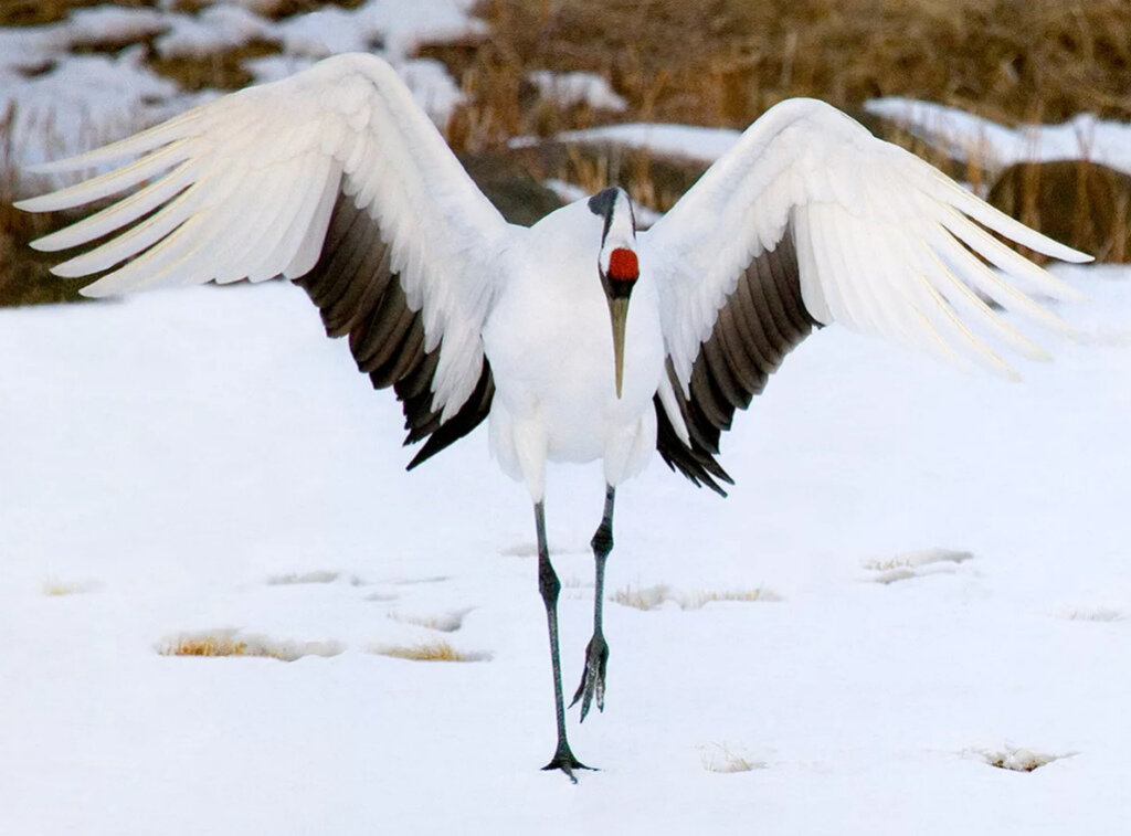 ЯПОНСКИЙ ЖУРАВЛЬ