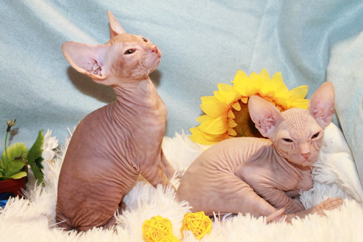 Дети Марго (Донские Сфинксы)