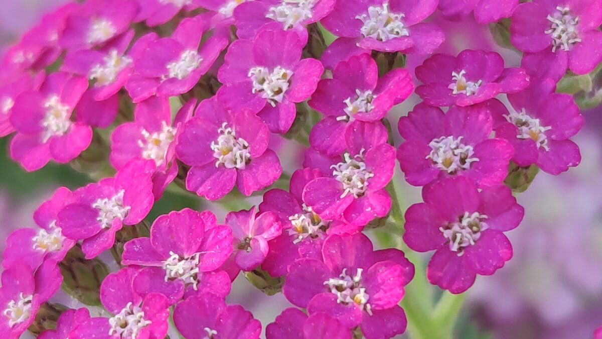 Фото  Лианы Романовой. Тысячелистник. 