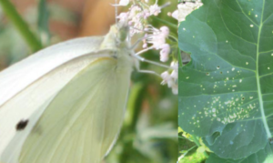 Белая бабочка