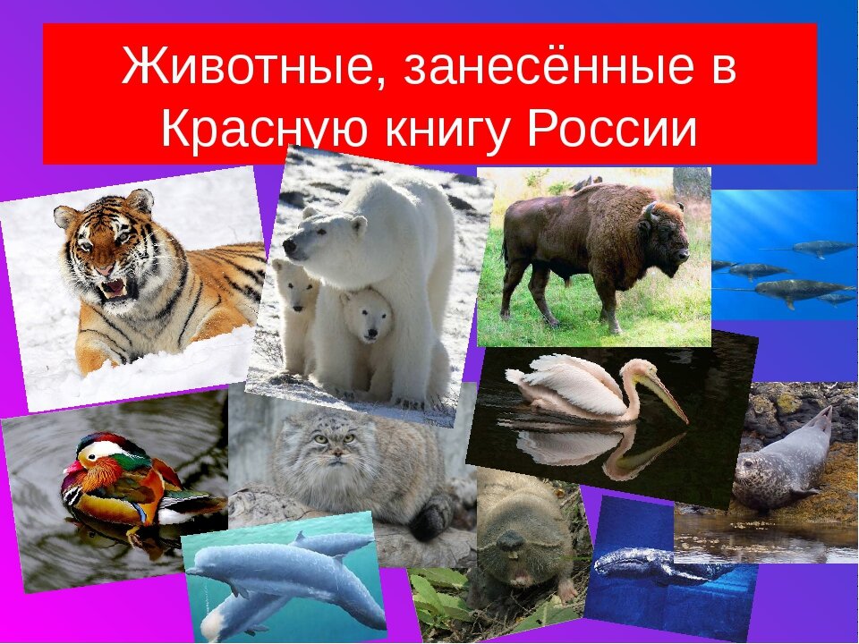 Какие краснокнижные животные. Красная книга России. Животные. Животные кркпной киниги Росси. Животные занисеные в красную книги. Животные записанние в красную книгу.