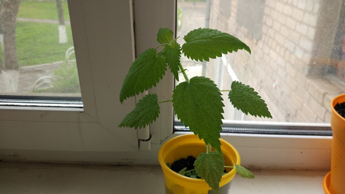 Домашняя крапива