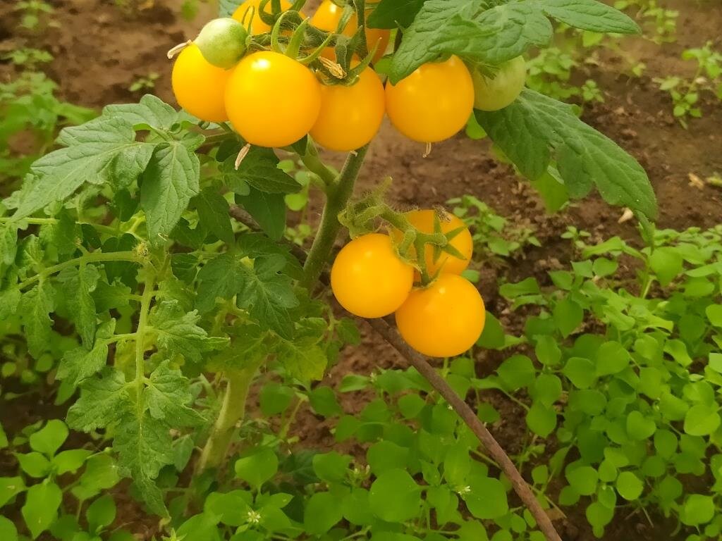 Томат синичка. Какие сорта томатов можно выращивать на балконе без опыления.