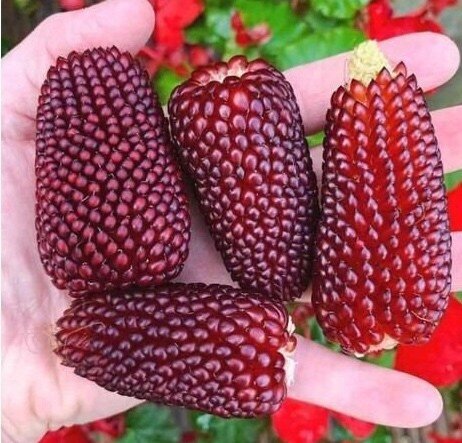 Необычная кукуруза