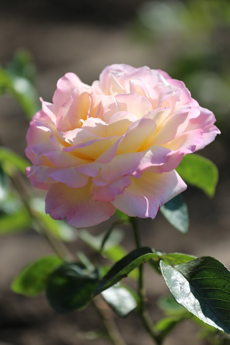 Глория Деи, посадка 2017 года