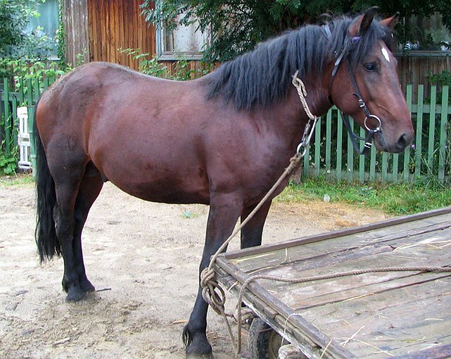 Жеребец Казбек, трехлетка. Забираем своим ходом. Фото автора