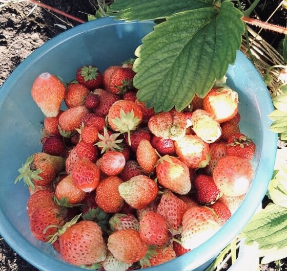 традиционная летняя фотография)))