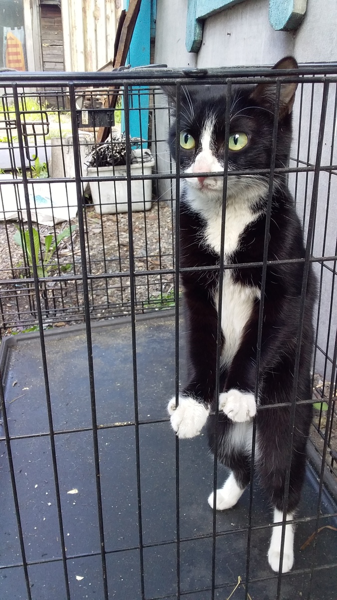 Ася кошка,которую я нашла и удочерила.