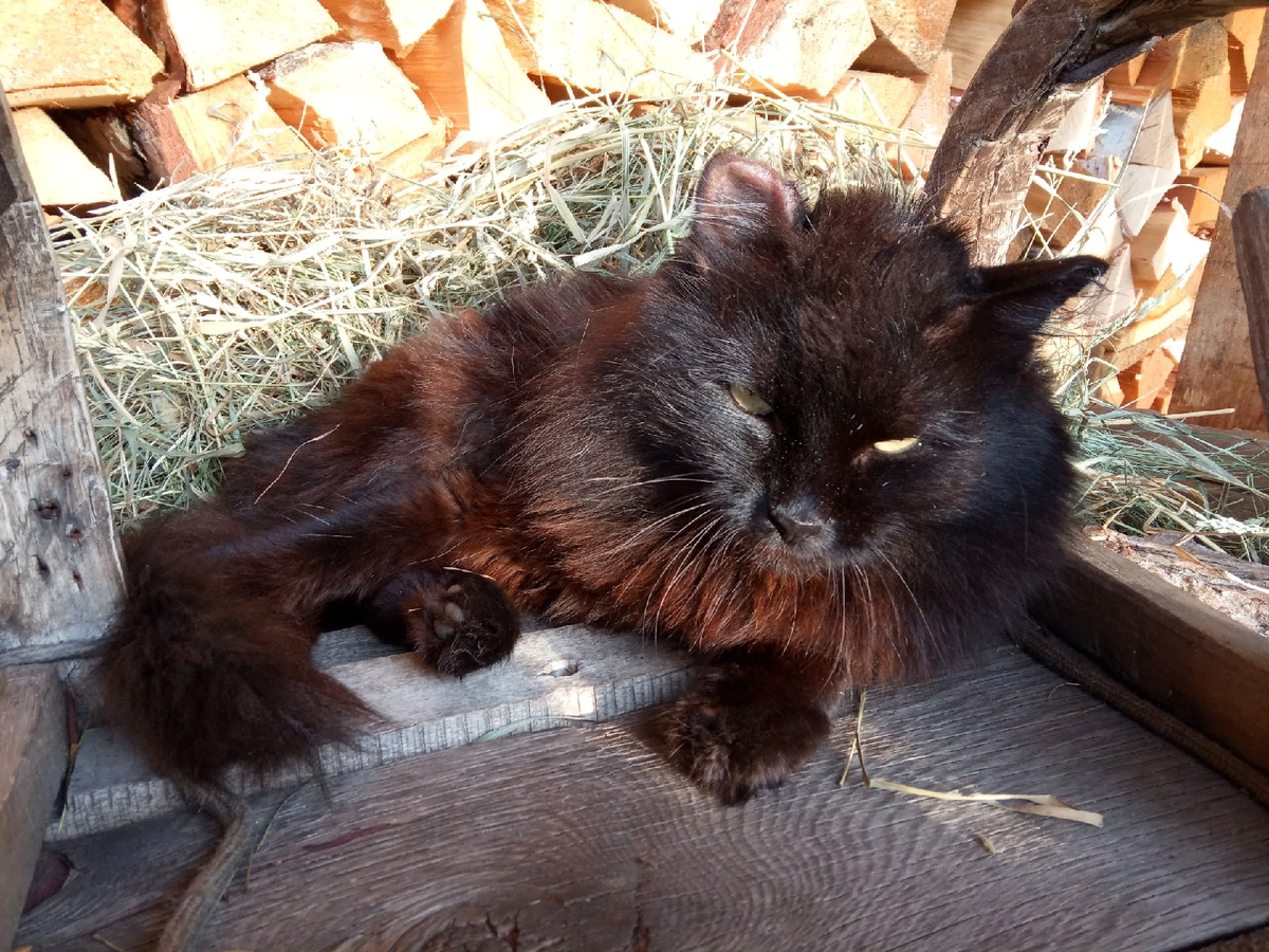 Вот он-кот Бегемот! Один из спасённых мной котов :)