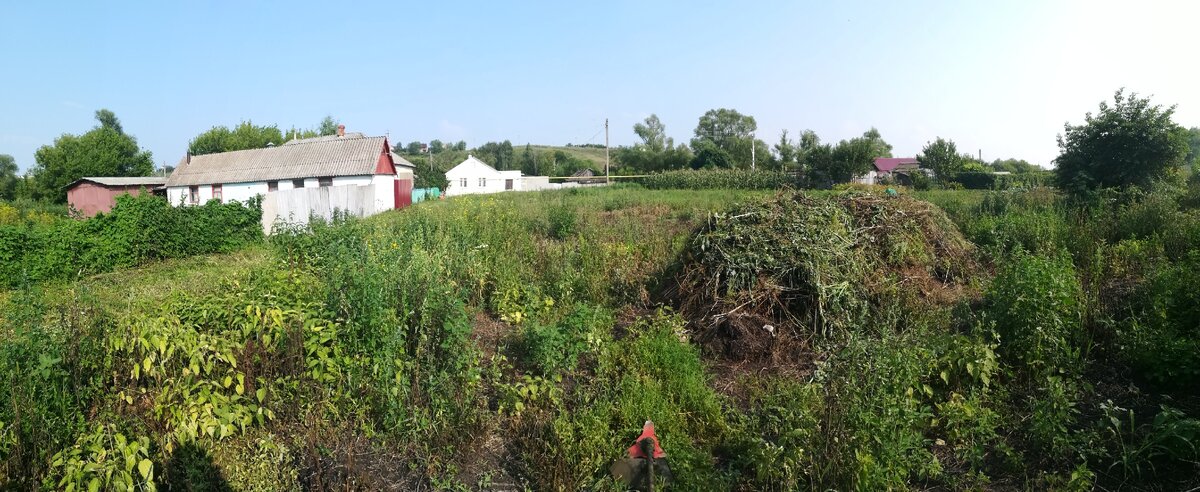 Заросли диких трав