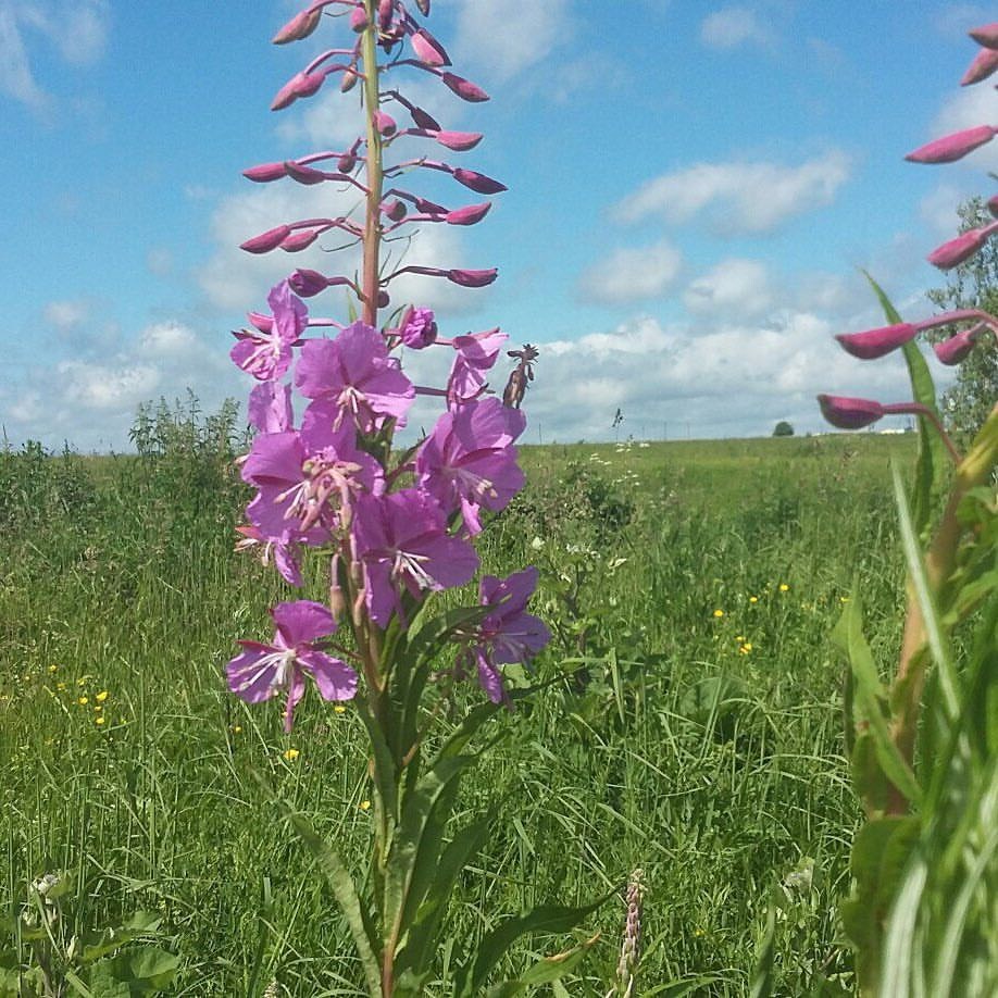 Деревня Лужны, цветения Иван-чая.
