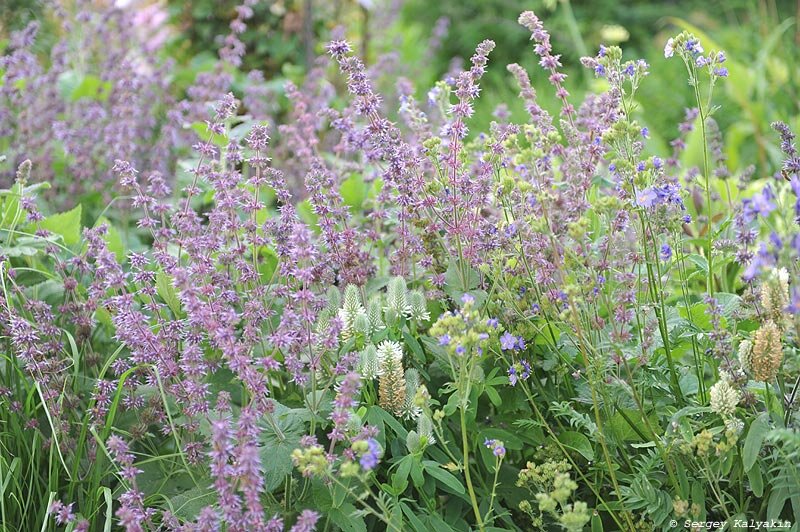Шалфей мутовчатый Purple Rain