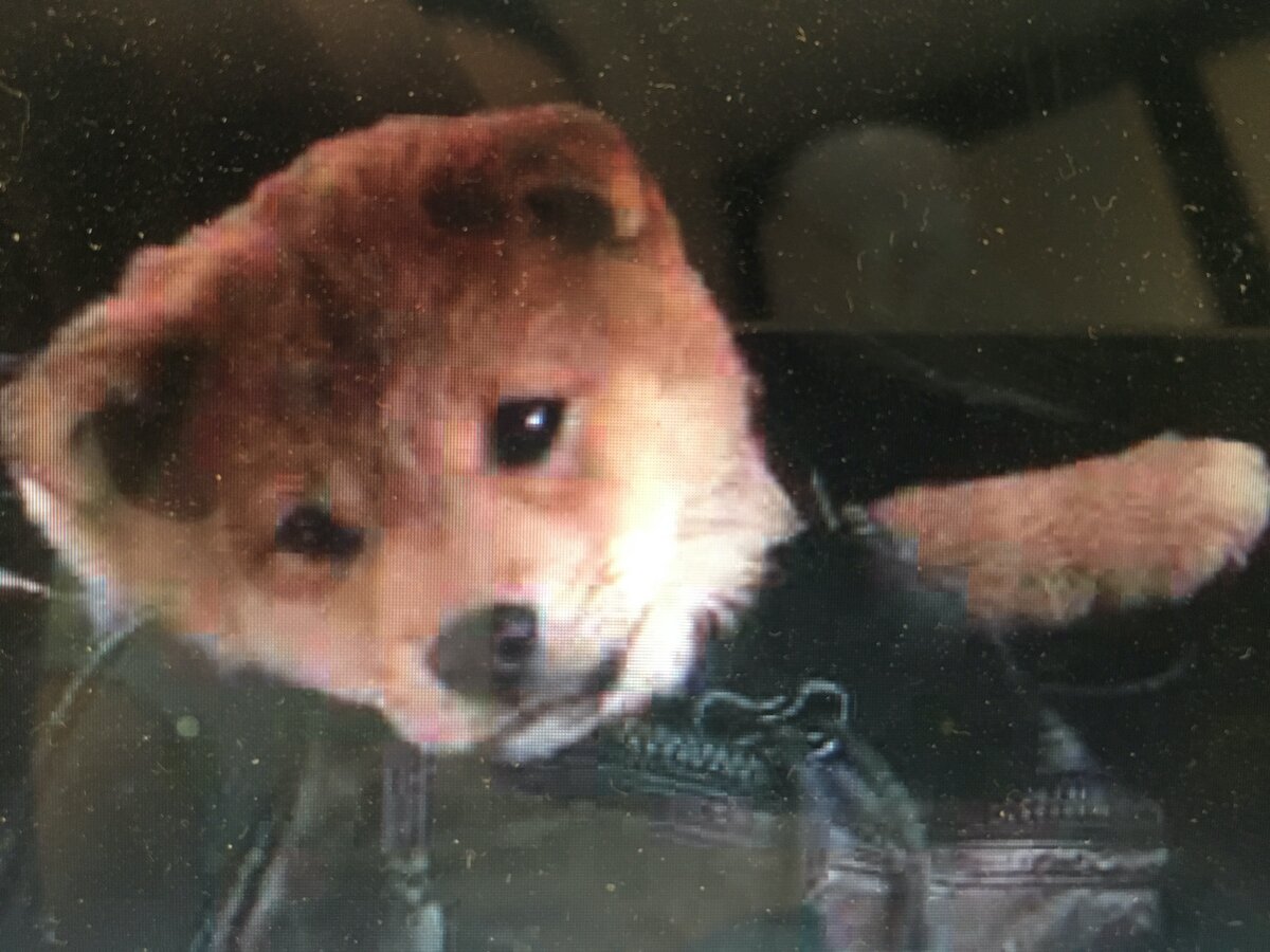 Сиба-ину. Кадр из фильма "Хатико"