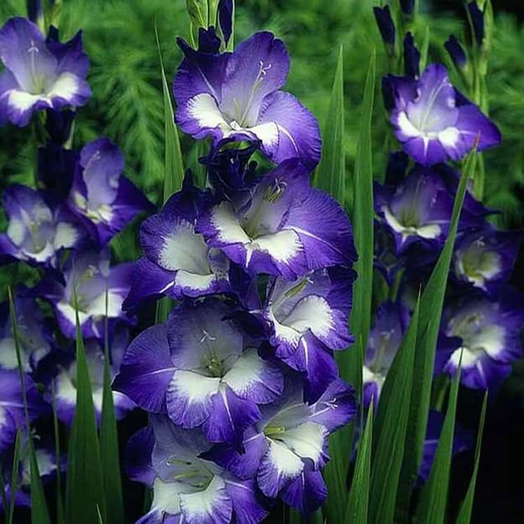 Грандифлорус