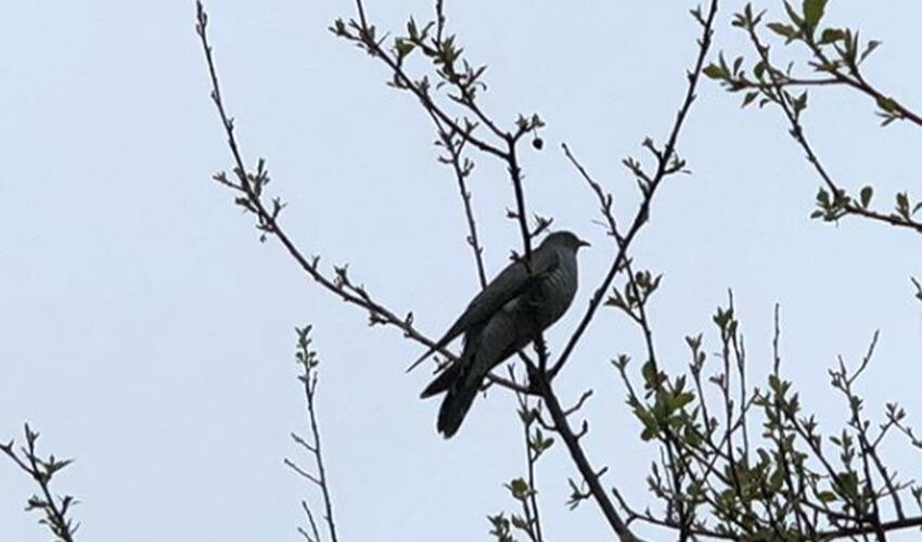 Фото: Instagram @lisitsyn_sakhalin